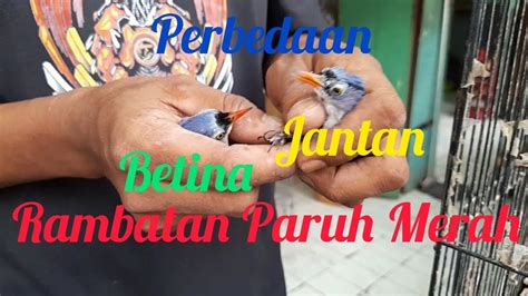 Perbedaan Rambatan Paruh Merah Jantan Dan Betina YouTube