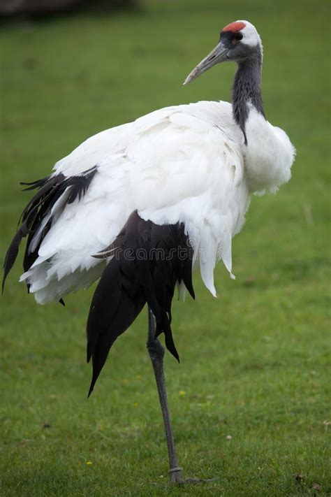 Red Crowned Crane Grus Japonensis Stock Photo Image Of Mongol