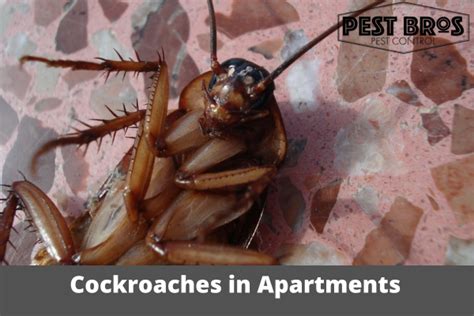 How Common Are Cockroaches In Apartments