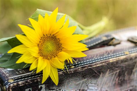 Free Images Nature Petal Spring Flora Yellow Flower Flowers