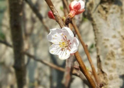 Apricot tree care essentials 🌳 🍑 Ensure your tree blooms and produces year after year