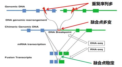 【杰论系列】靶向rna Seq检融合知多少？ 迈杰转化医学