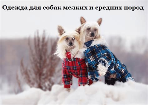 Купить одежду для собак мелких пород 🐕‍🦺 Интернет-магазин