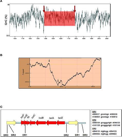 Figure 2 From The Flp Type IV Pilus Operon Of Mycobacterium