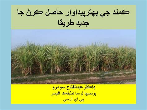 Sugarcane Production Technology By Dr Abdul Fatah Soomro Ppt In Sindhi