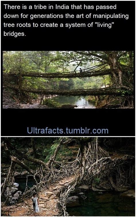 The Root Bridges of Cherrapunji | Old bridges, Tribes in india, My happy place