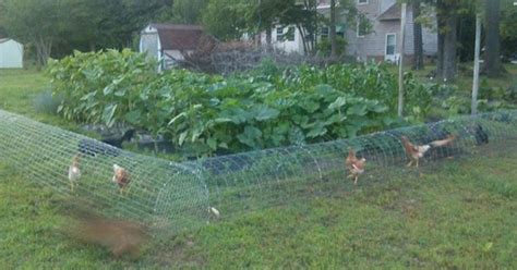 They Put a Mesh Tunnel Around Their Garden for This GENIUS Reason ...