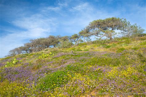 Torrey Pines Wildflower Bloom – Alexander S. Kunz Photography