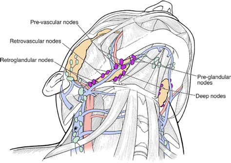 Schematic Illustration Showing The Submandibular Nodes And Their