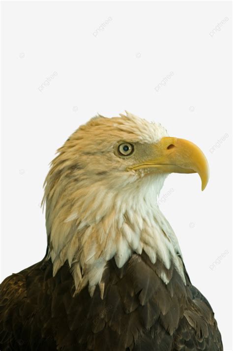 hs png