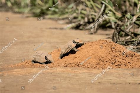 Two Six-banded Armadillos near their hole in Emas National Park, Chapadão do Céu, Goiás State ...