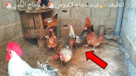 تنظيف 🧹بيت دجاج الفيومي🐔 و دجاج البلدي🐔 Youtube