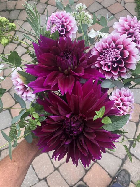 Purple Dahlias Dahlia Flower Dahlia Bouquet Purple Dahlia