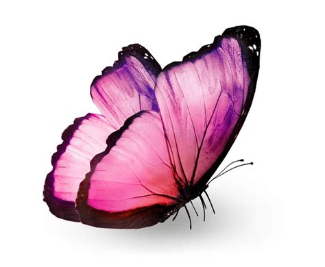 Pink Butterfly Isolated On White Background Stock Photo Sun Tiger