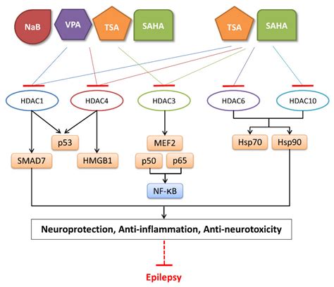 Biomedicines Free Full Text HAT And HDAC Targeted Protein