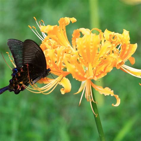 5 Bulbs Blue Lycoris Radiata Spider Lily Lycoris Bulb Flower Seeds