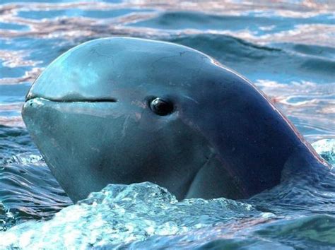 Oceanic dolphin - Alchetron, The Free Social Encyclopedia