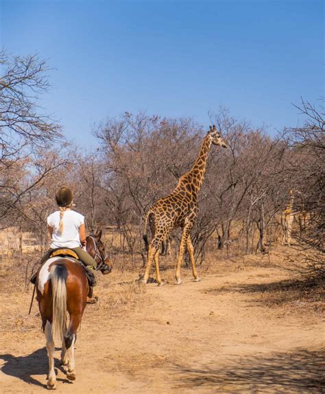 Where To Have The Best Safari In Southern Africa?