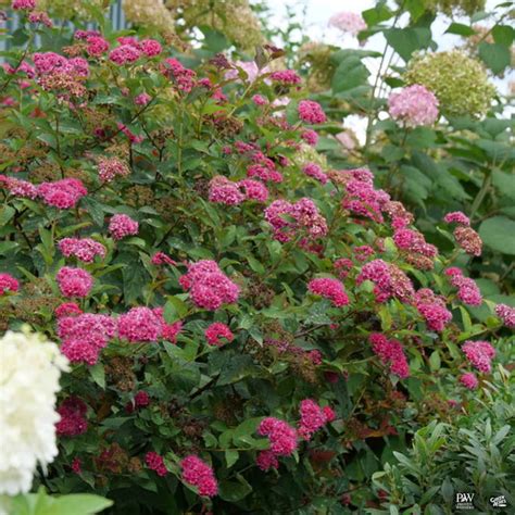 Double Play® Candy Corn® Spirea — Green Acres Nursery And Supply