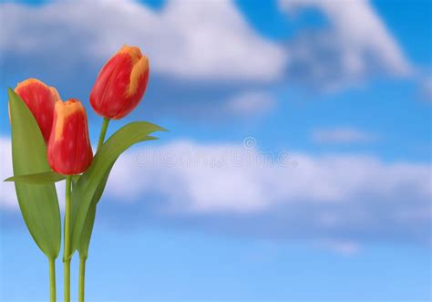 Red / orange tulips stock image. Image of colours, festive - 173980095