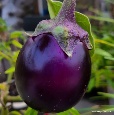 Eggplant Round Purple Indian Eggplant Purple Vankaya Etsy