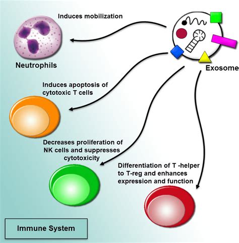 Regulation Of Immune Responses By Extracellular Vesicles The