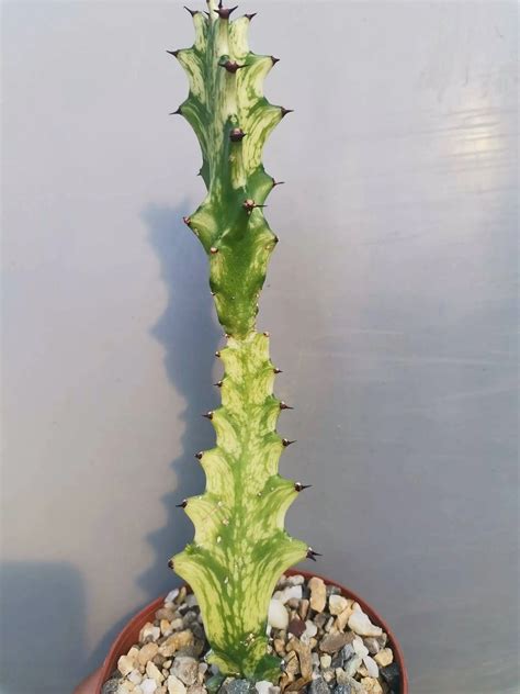 Euphorbia Trigona Variegata Siracactus Euphorbiacee