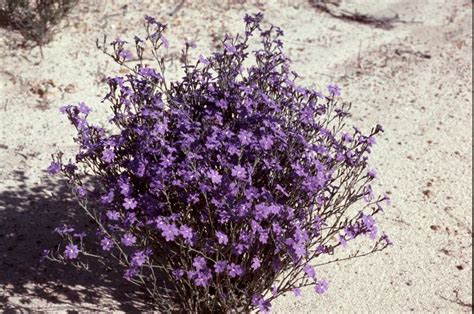 17 Best images about Aust. Desert Flowers on Pinterest | Kangaroo paw ...