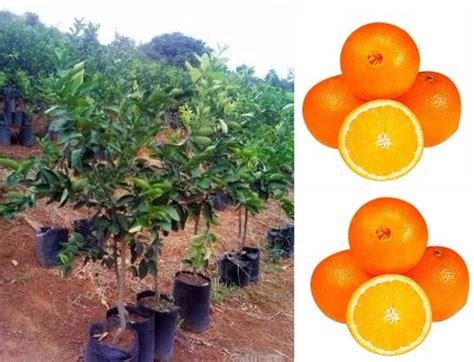 Mudas De Laranja Bahia Enxertada J Produzindo Promo O R