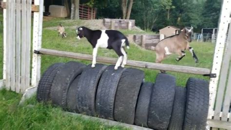 Funny Baby Goat Kids Playing On Tire Jump Silly Alpine Lamancha Goats