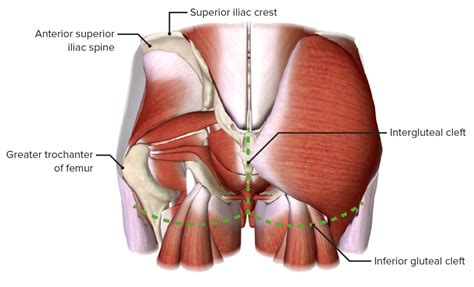 Gluteal Region Anatomy Video Lecturio Medical