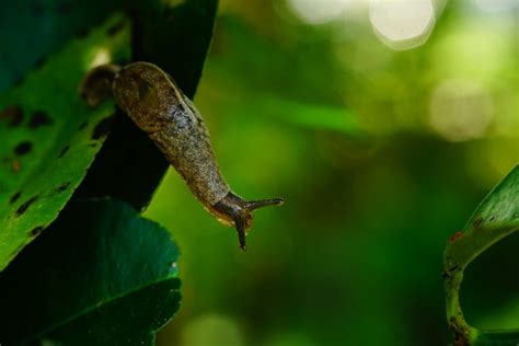 Premium Photo | Portrait of slug attaching to a leaf