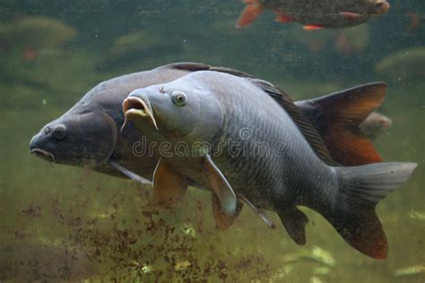 Wild Common Carp Cyprinus Carpio Stock Image Image Of Cyprinus