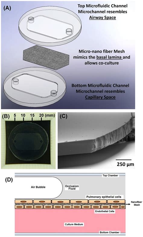 A Schematic Representation Of The Micro Nano Biomimetic System Used