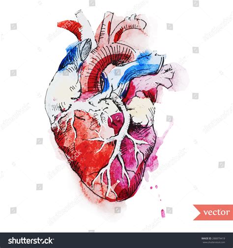 Watercolor Vector Abstract Drawing Human Heart Stock Vector (Royalty ...