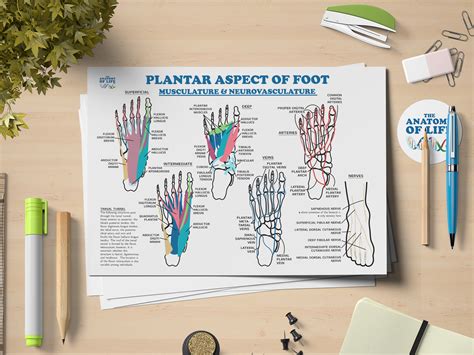 Plantar Foot Anatomy Poster - Etsy UK