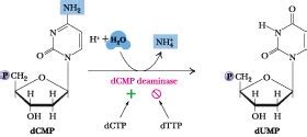 What is Adenosine Deaminase?