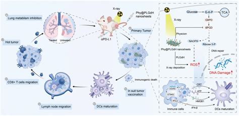 New Progress Made By Yuan And Hus Team In Situ Vaccination Research