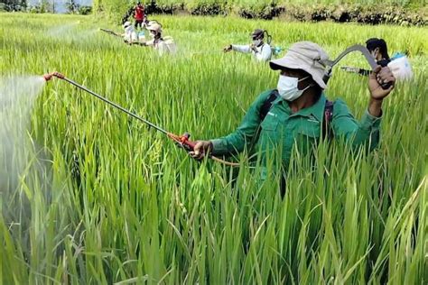 Diserang Hama Kresek Puluhan Hektare Padi Terancam Gagal Panen