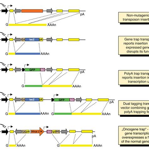 Class Ii Dna Transposon System A Structure Of The Transposon The