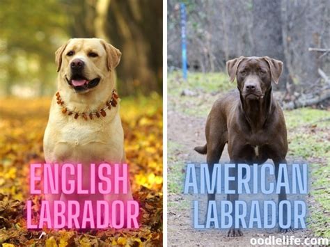 What Is The Difference Between English Labs And American Labs