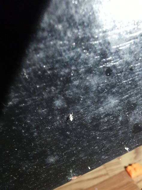 Phorid flies In apartment : r/pestcontrol