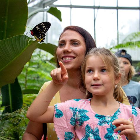 Australian Butterfly Sanctuary - Kuranda Rainforest Village - Open Daily