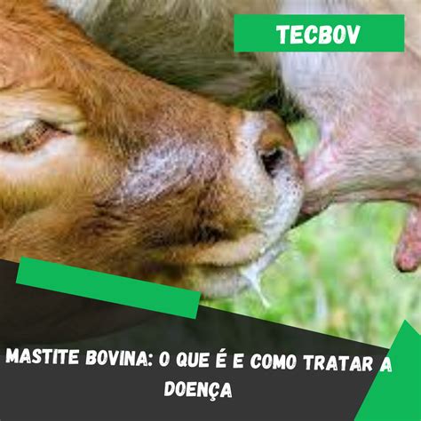 Mastite bovina o que é e como tratar a doença Tecbov