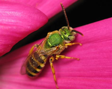 Metallic Green Hornet Sweat Bee Insect Macro A Photo On Flickriver