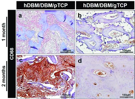 Representative Immunohistochemical 3 0 Diaminobenzidine DAB Staining