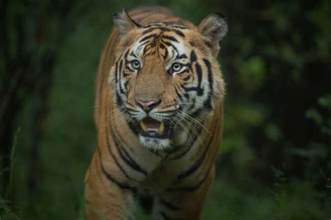 Bandhavgarh National Park, Best Tiger Safari Reserve