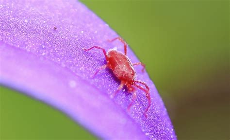 Spider Mite Control And Treatments For The Home Yard And Garden