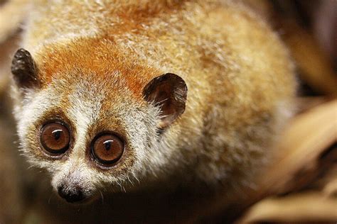 Pygmy Slow Lorises: Meet them at Zoo Leipzig!