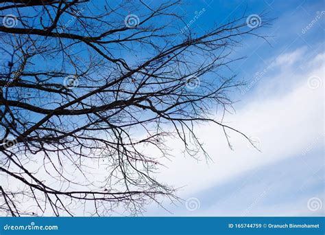 Trees Without Leaves In Winter Stock Image Image Of Fall Collection